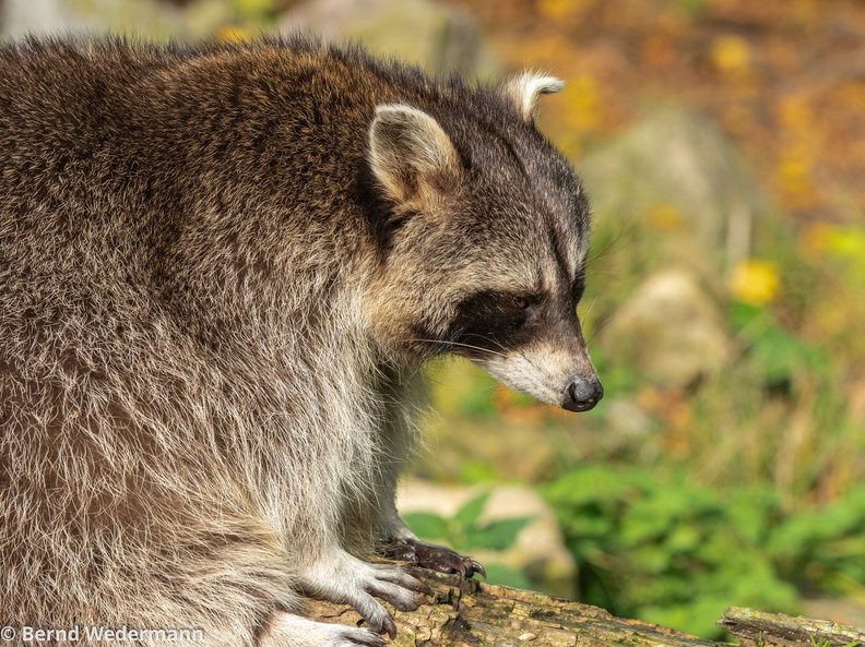 M05P1120_Raccoon.jpg