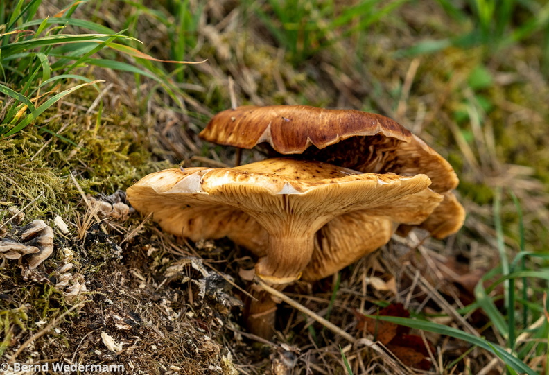 PA180502_Pilz.jpg