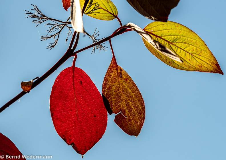 PA130077_Autumn_Leaves.jpg