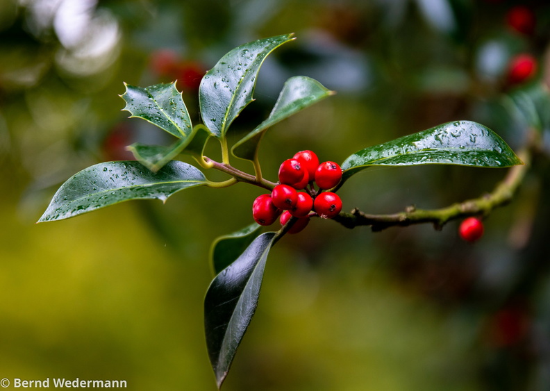 DSC_0388_Regen.jpg