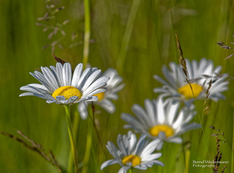 X6104232_DxO-LR-20220610.jpg