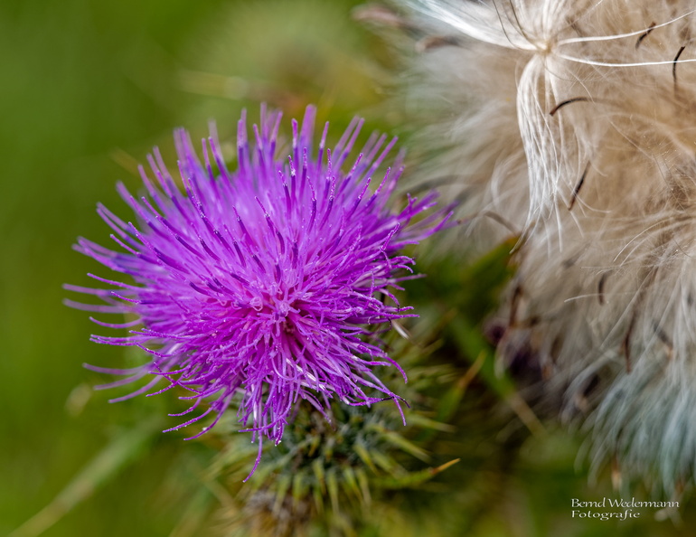 M7160042_DxO-LR-20220716.jpg