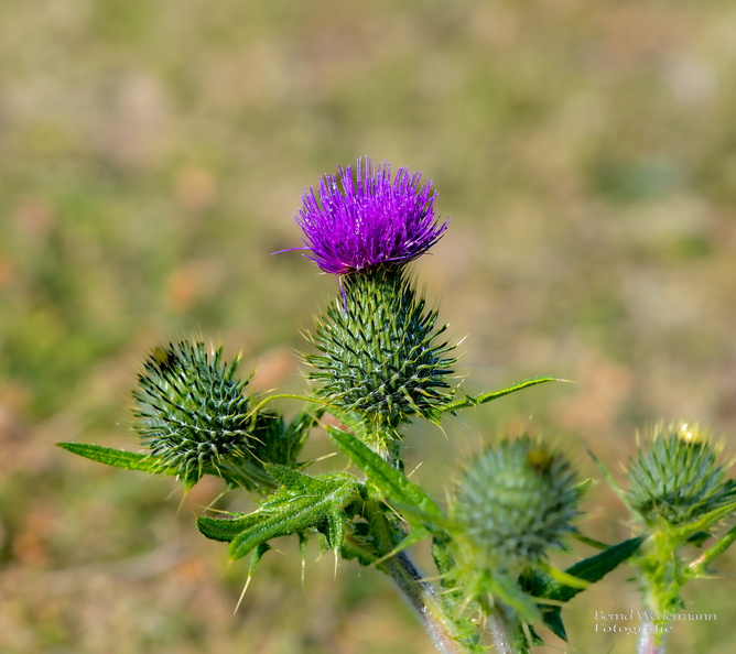 M8080381_DxO-LR-20220808.jpg